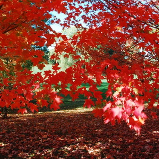 Enjoy fall foliage in Stamford, New York.