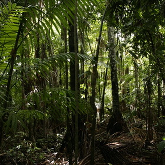 Manu National Park features incredible biodiversity