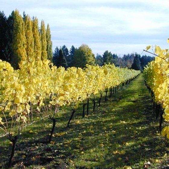 The warm valleys of southern Oregon are ideal for vineyards.