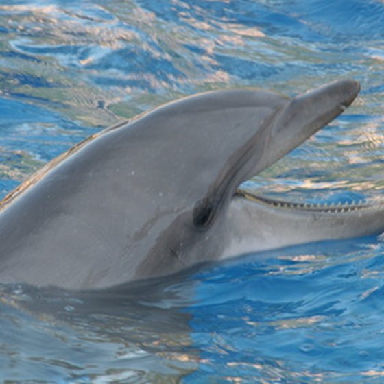Swim with dolphins at Panama City Beach.