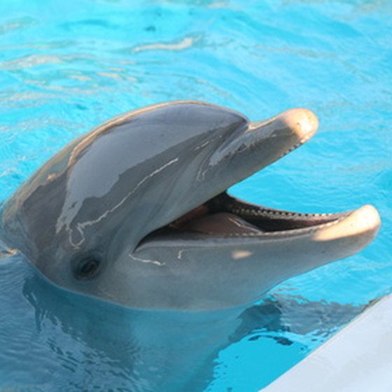 You can swim with dolphins at a number of Florida locations.