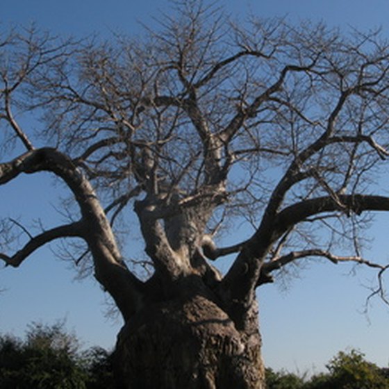 Baobab trees grow all over Africa.
