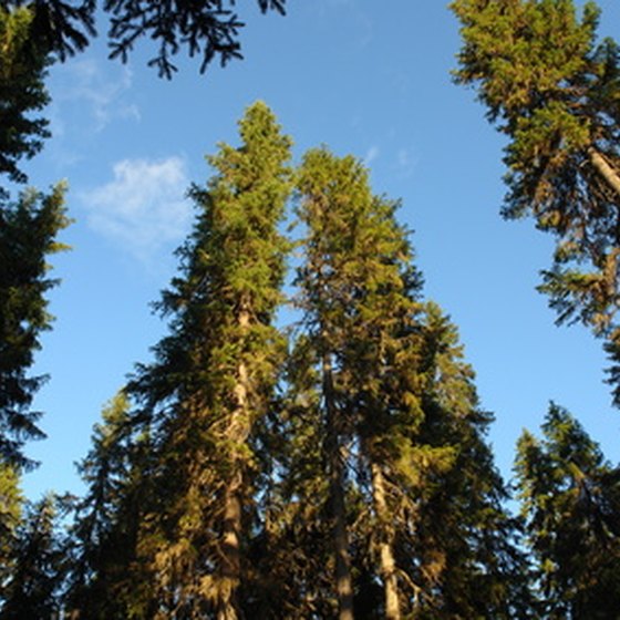 Pine trees create a natural buffer in a private campsite.