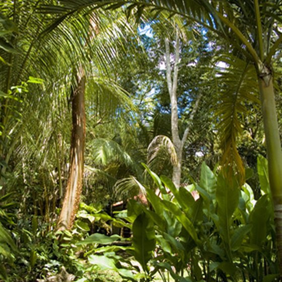 Belize features undisturbed rain forests.