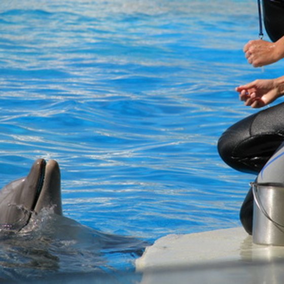 Zoomarine's program allows dolphin swims under controled conditions.