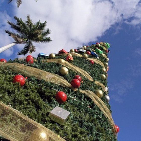 Palm trees and Christmas trees both figure in Florida's winter season.