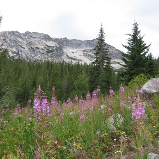 If you enjoy nature, plan a trip to Forks, Washington.