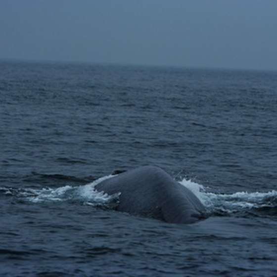 You can see whales in migration from the beaches near Camarillo.