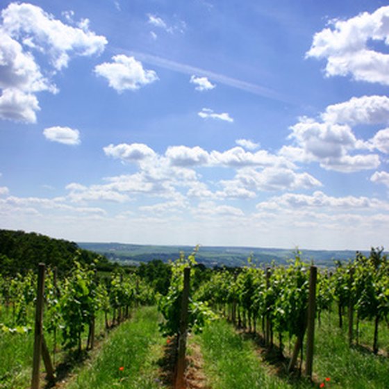 Savor the wines of New York State.