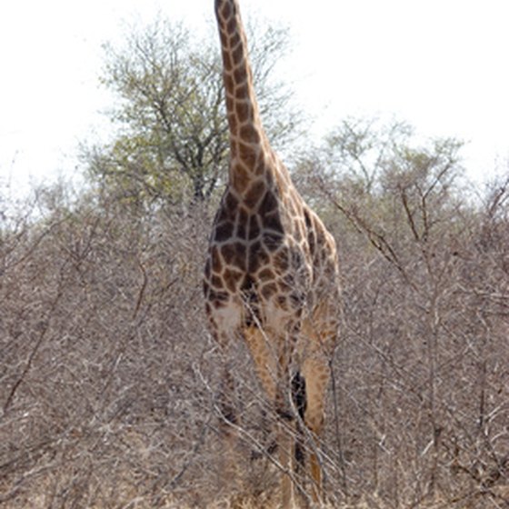 Kruger National Park is famous for its spectacular wildlife.