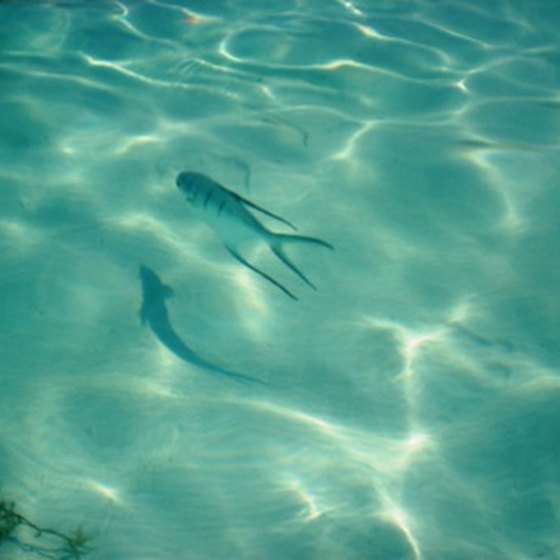 The clear, shallow waters of the Bahamas are ideal for fishing.