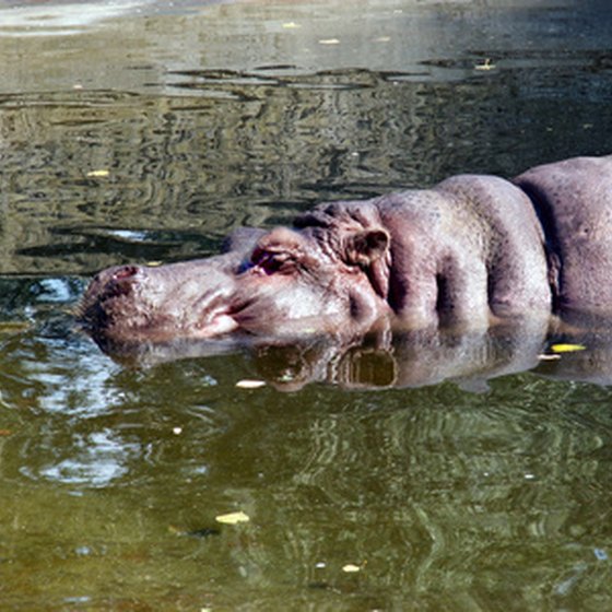 The hippopotamus is just one example of Uganda's diverse fauna.