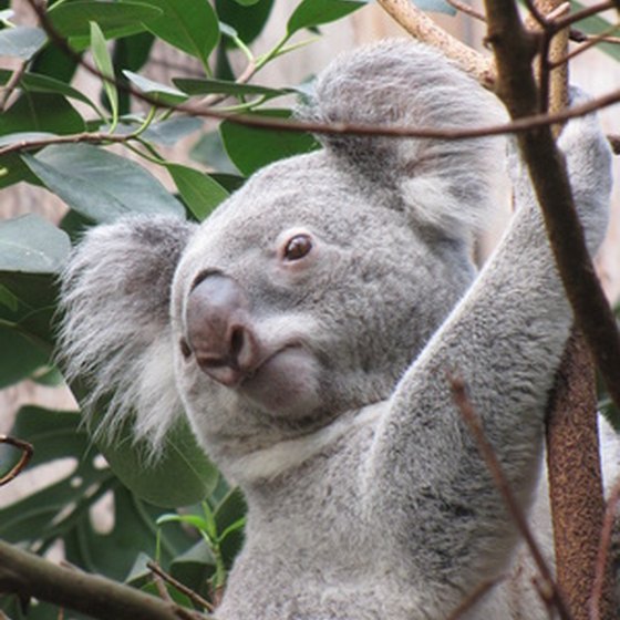 The Koala is native to Australia.