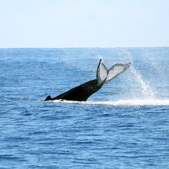 Whale Watching in Bar Harbor, Maine | USA Today