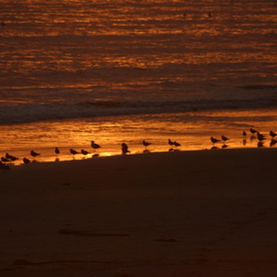 Snowy plovers scamper along the shores at Half Moon Bay.
