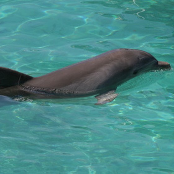 St. Augustine's dolphinarium has a swim with dolphins program.