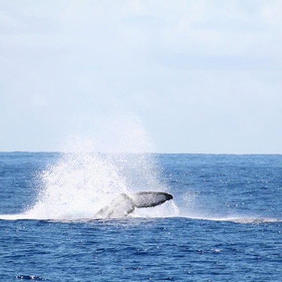 California whale watching is a year-round activity.