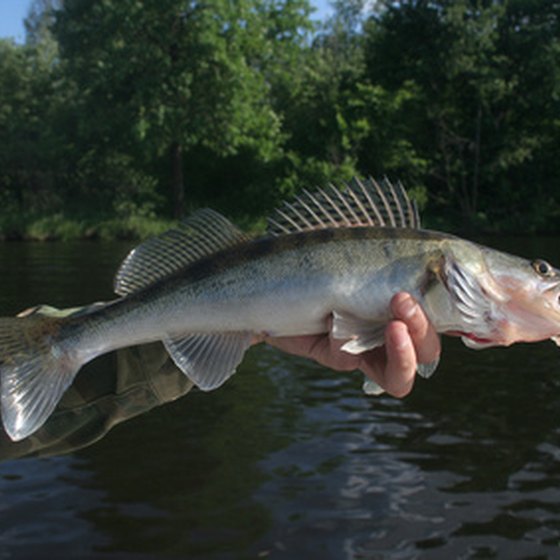 Walleye is an important sport fish in Michigan.