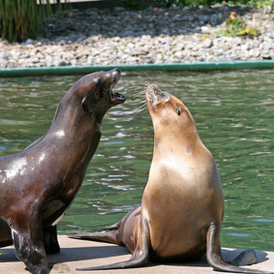 Kid getaway location options in both northern and southern California feature sea lions.