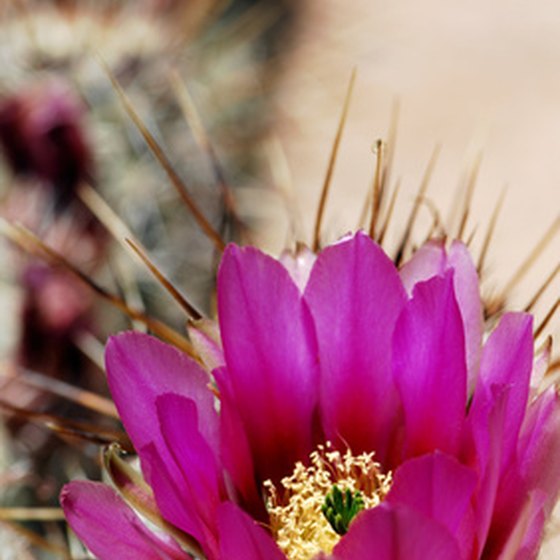 Arizona deserts are teeming with wildlife and nature.