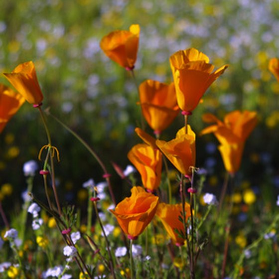 The poppy is California's official state flower.