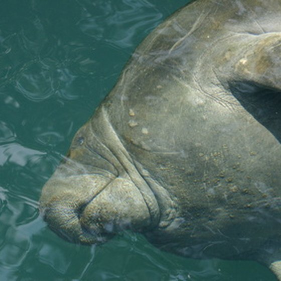 Manatees are easily approached gentle giants.