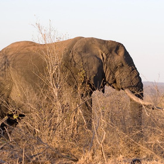 Elephants are a common sight in Kruger National Park.