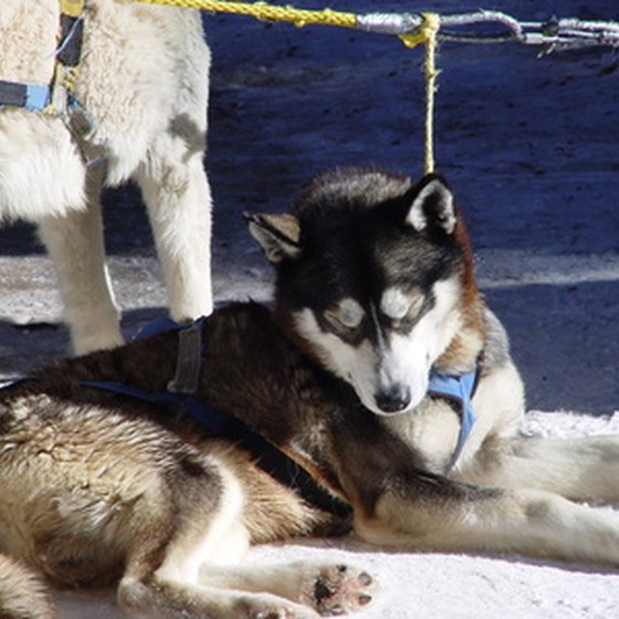 Alaskan Huskies are the most commonly used sled dogs.