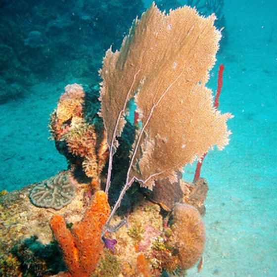 Helmet diving lets the untrained safely visit Bermuda's colorful corals.