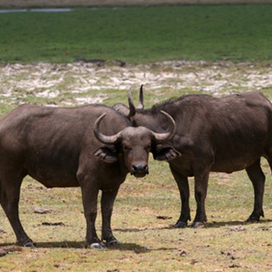 Wildebeest can be viewed in Kenya.