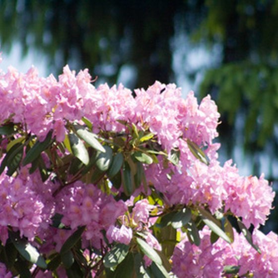 Rhododendrons are common in South Carolina's mountains