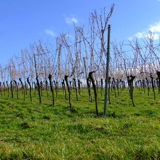 Grapevines waiting for spring