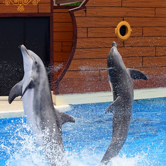 Dolphin shows are just one of the attractions of SeaWorld Orlando