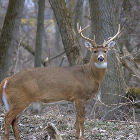 Where can you find deer-hunting season regulations?