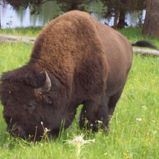 Visitors must remain at least 25 feet away from bison at Yellowstone.