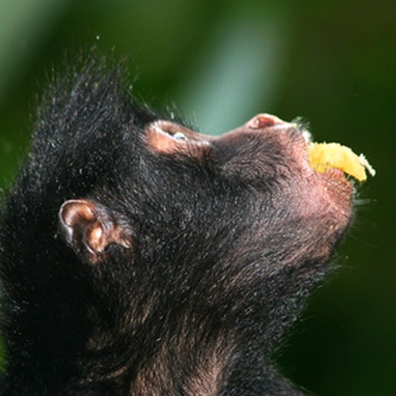 Spider monkeys are seen frequently in the Amazon region.