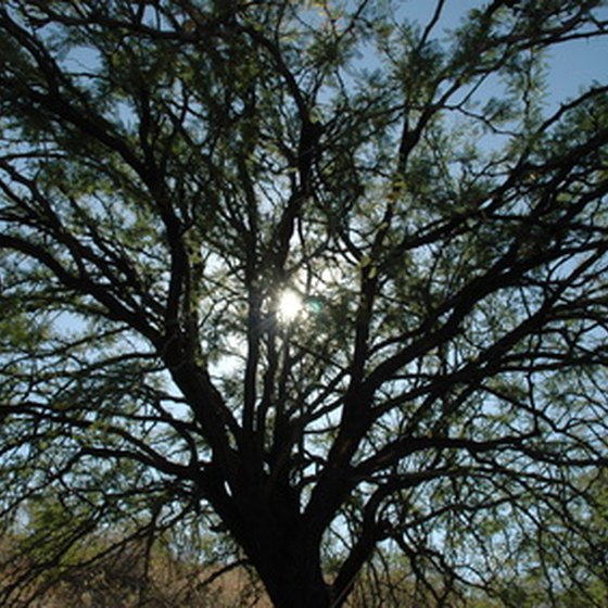 Palo Verde trees dot the landscape in southeastern Arizona.