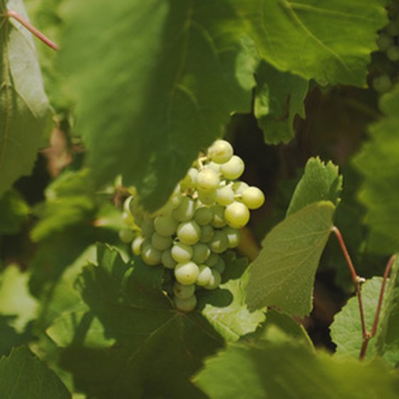 Wine grapes are a part of the Spanish landscape.