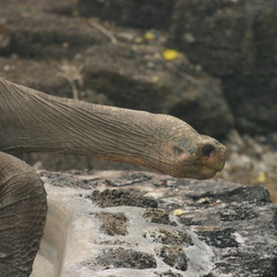 Giant sea turtles inhabit the Galapagos Islands