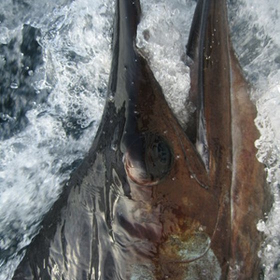 Several species of billfish are targeted during Cabo San Lucas' fishing tournament season.