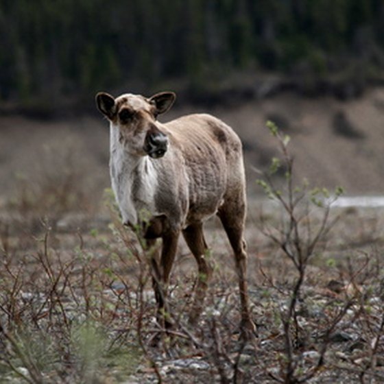 Wildlife are a major fixture of a Denali vacation.