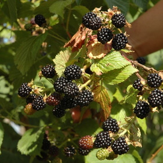 Blackberry picking is a popular activity for kids to do in Texas.