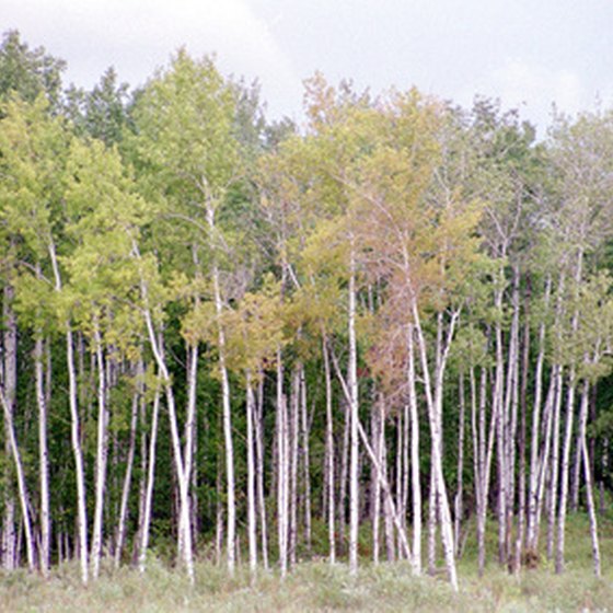 Minnesotan forest