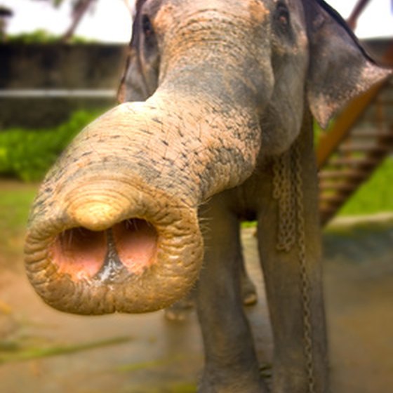 Meet an elephant in Sri Lanka.