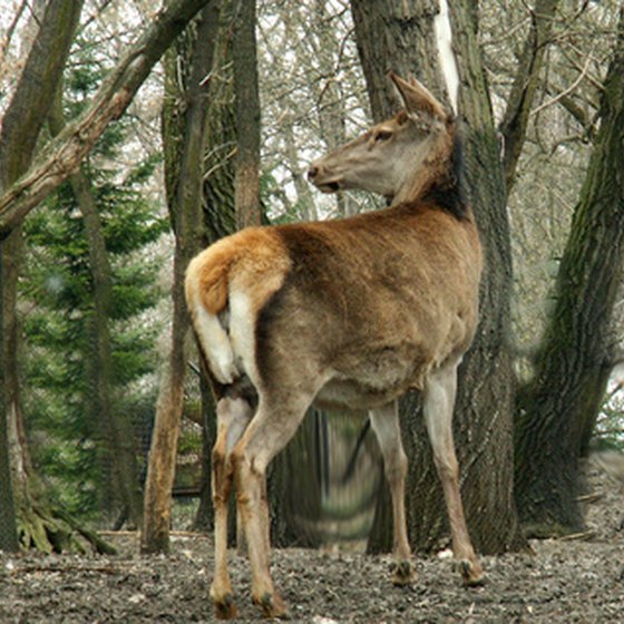 Deer sightings are likely in the Bulverde area.