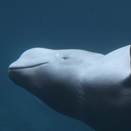 Beluga whales inhabit Baffin Bay.