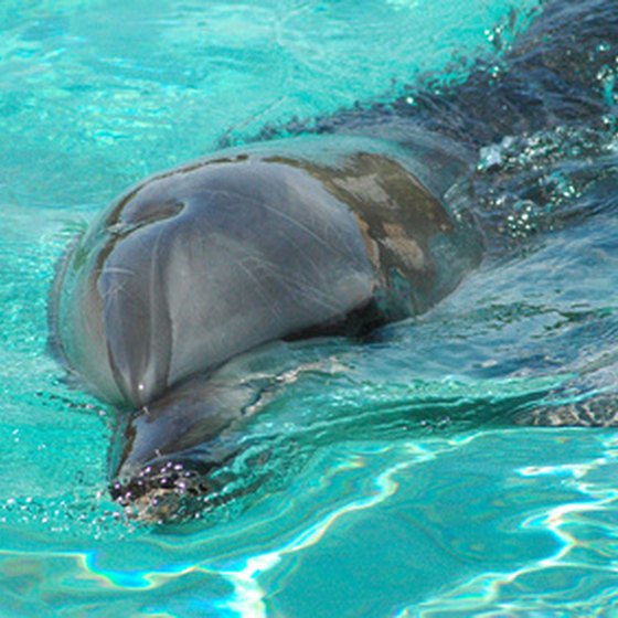 Swimming with dolphins is a popular Florida activity.