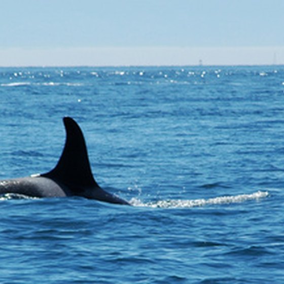 Orca whales can be seen from the San Juan Islands.