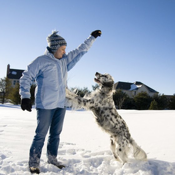 Pet Friendly Rentals in Winter Park, Colorado
