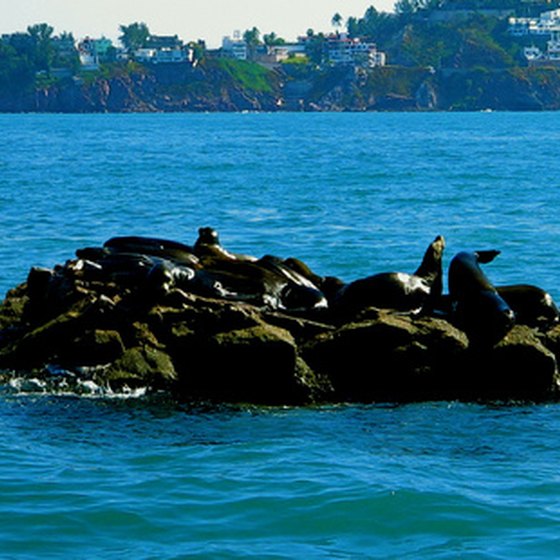 Seals frolic on a tiny islet just off the coast of Mazatlan.